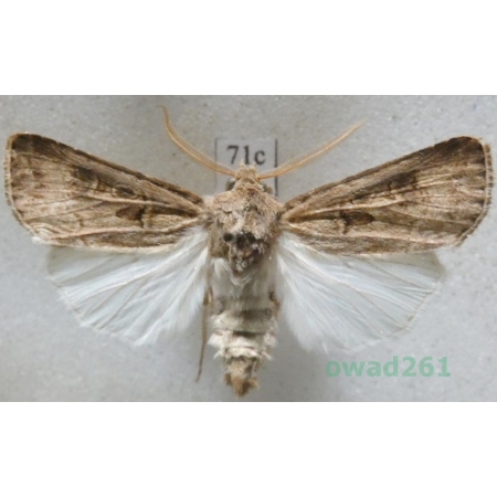 Agrotis bigramma (Esper, 1790)  Czech71c